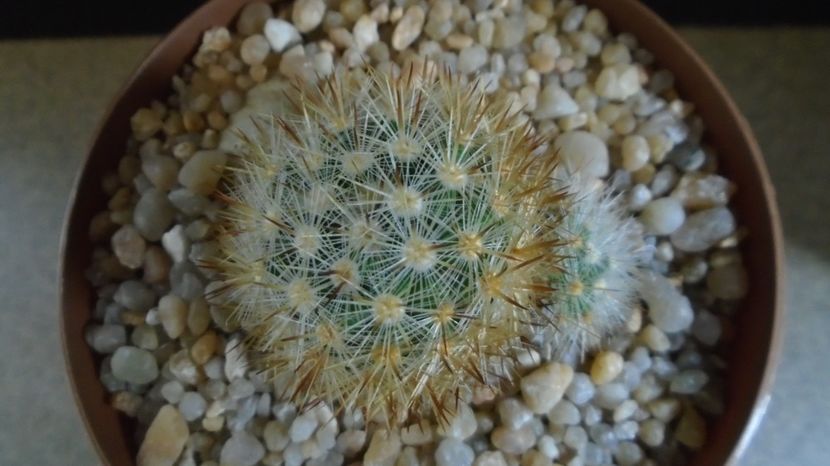  - Cactusi 2022
