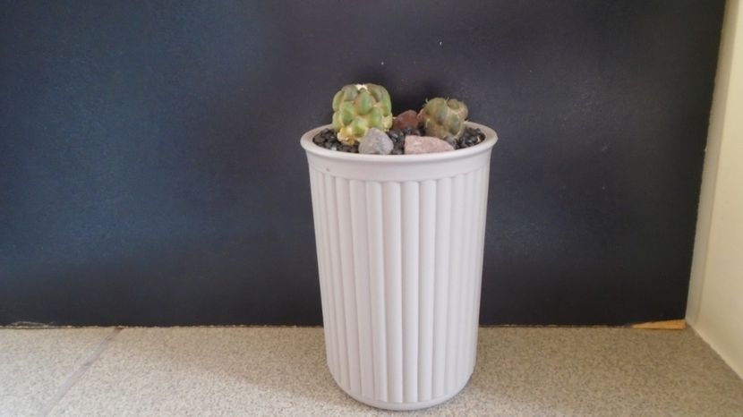  - Cactusi 2022