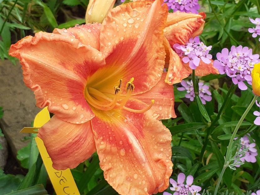Tropical Fruit Loop - Hemerocallis 2022