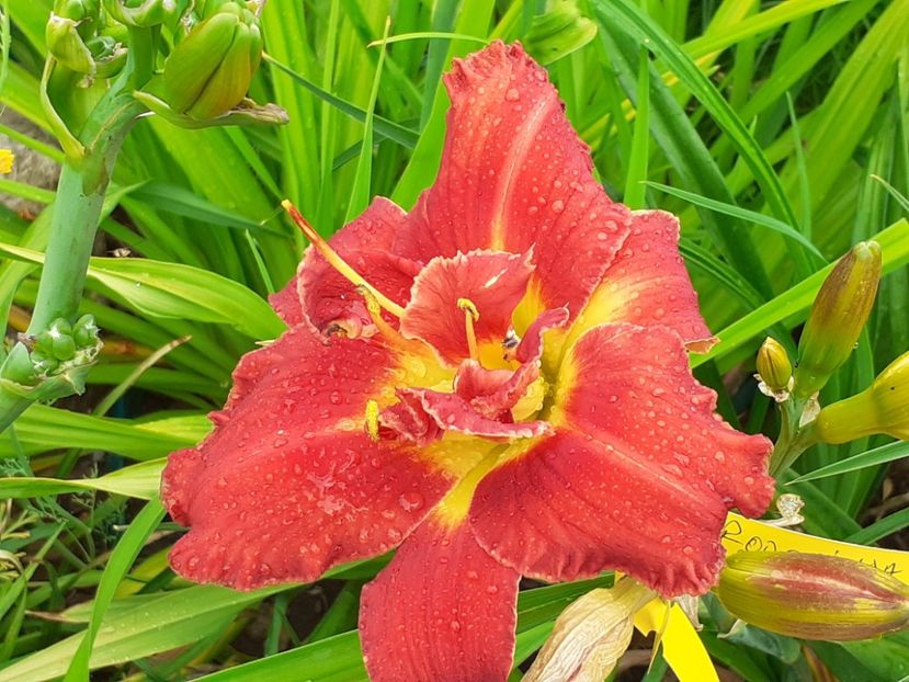 Highland Lord - Hemerocallis 2022