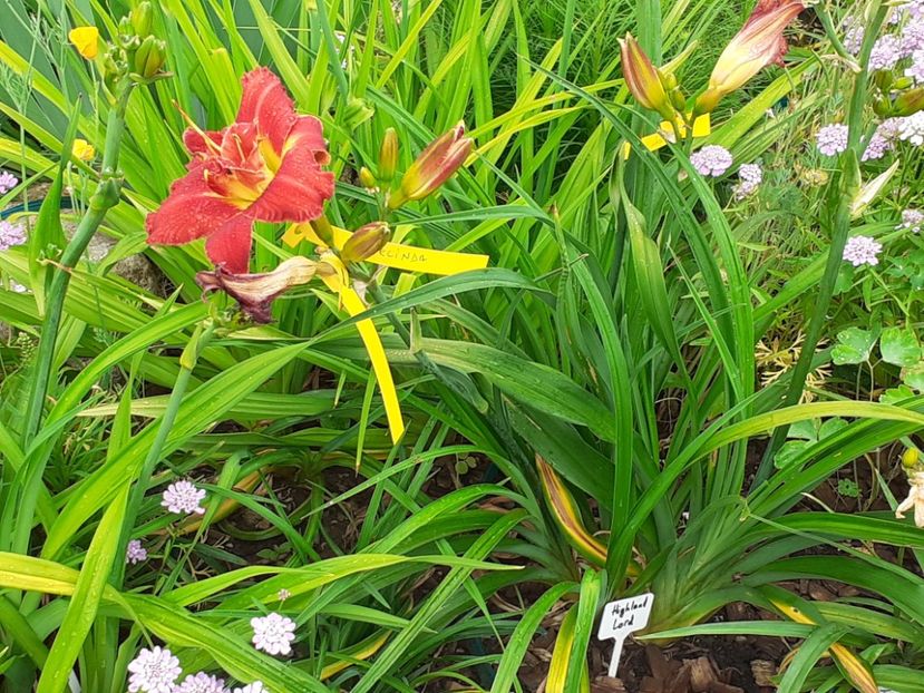  - Hemerocallis 2022