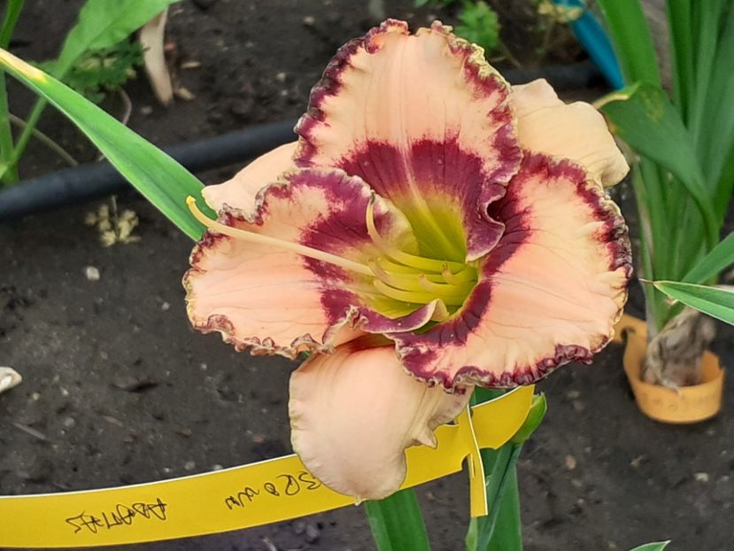 Rodelinda - Maryott 2008 - Hemerocallis 2022