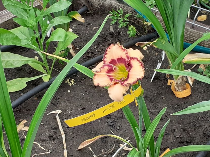 Rodelinda - Maryott 2008 - Hemerocallis 2022