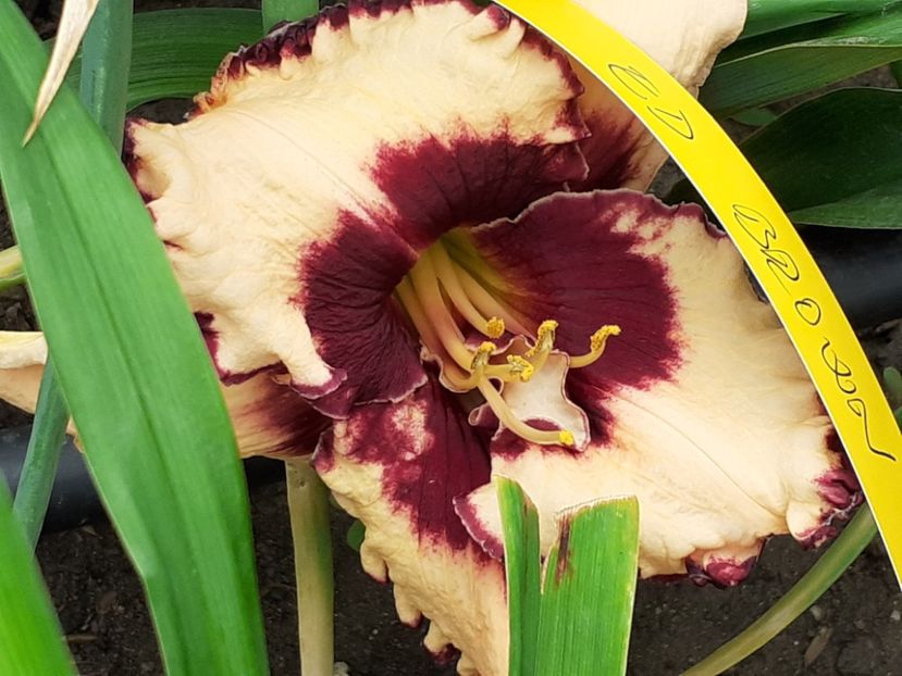 Sabine Baur - Hemerocallis 2022