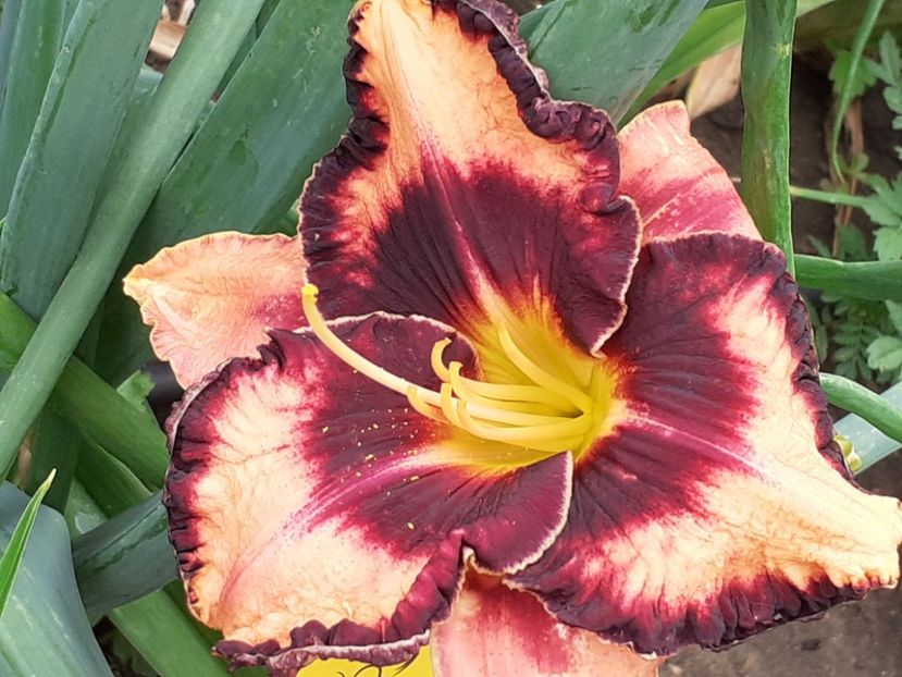 Adamas - Hemerocallis 2022