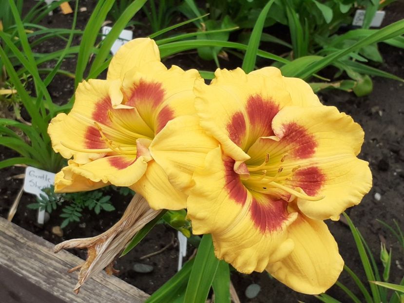 Jedi Tequila Sunrise - Hemerocallis 2022