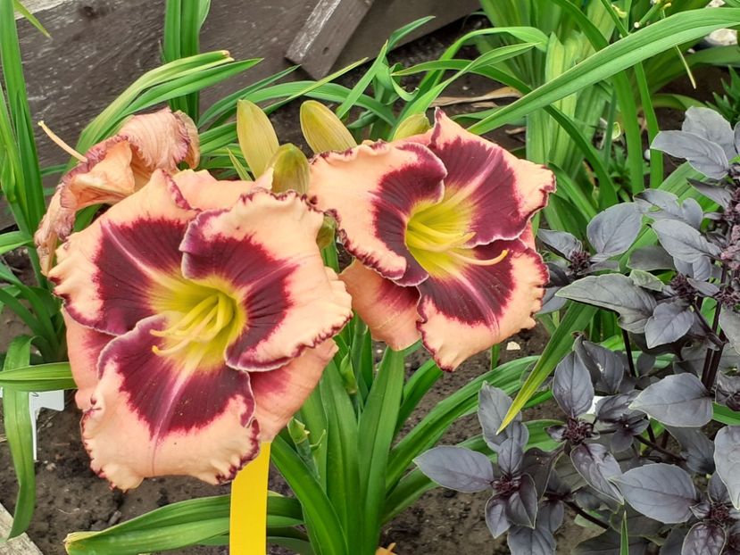 Rock Solid - Hemerocallis 2022
