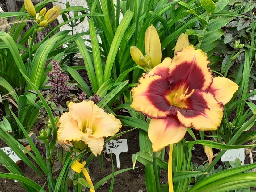 Eye on America si Ed Brown - Hemerocallis 2022