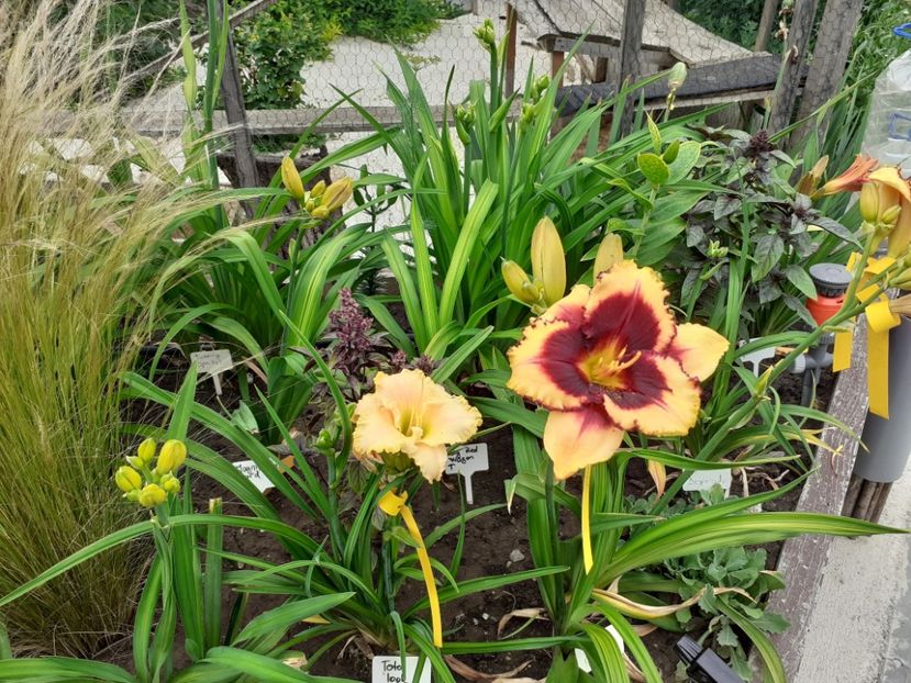 Eye on America - Hemerocallis 2022