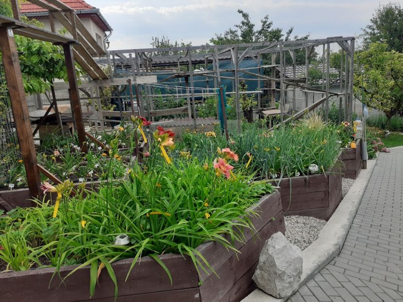  - Hemerocallis 2022
