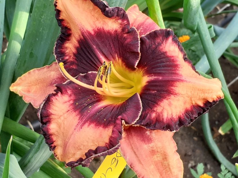 Adamas - Hemerocallis 2022