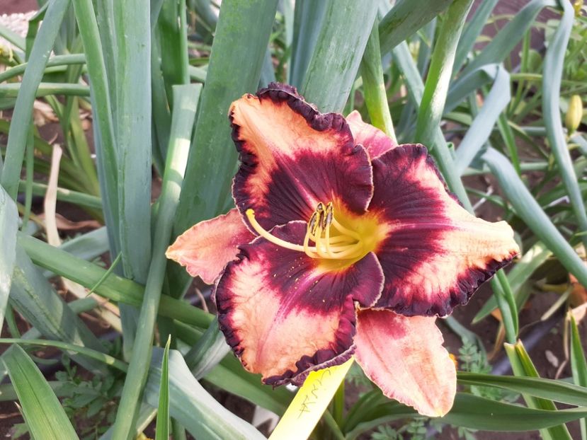 Adamas - Hemerocallis 2022
