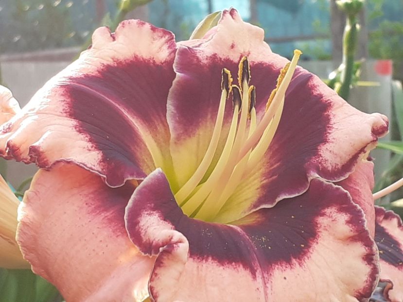  - Hemerocallis 2022