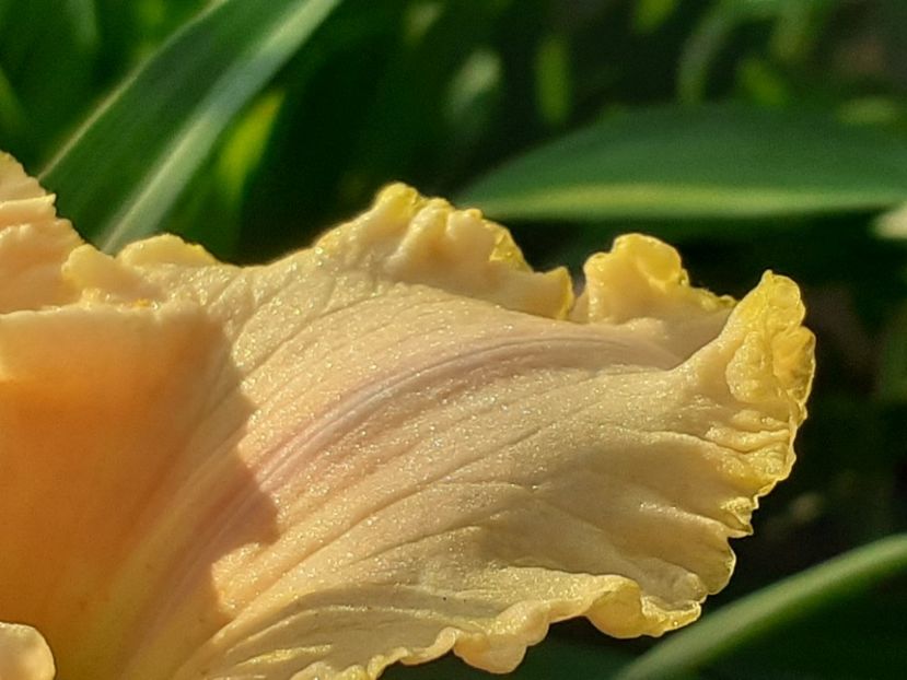 Ed Brown - Hemerocallis 2022