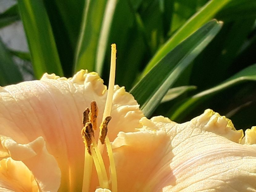 Ed Brown - Hemerocallis 2022