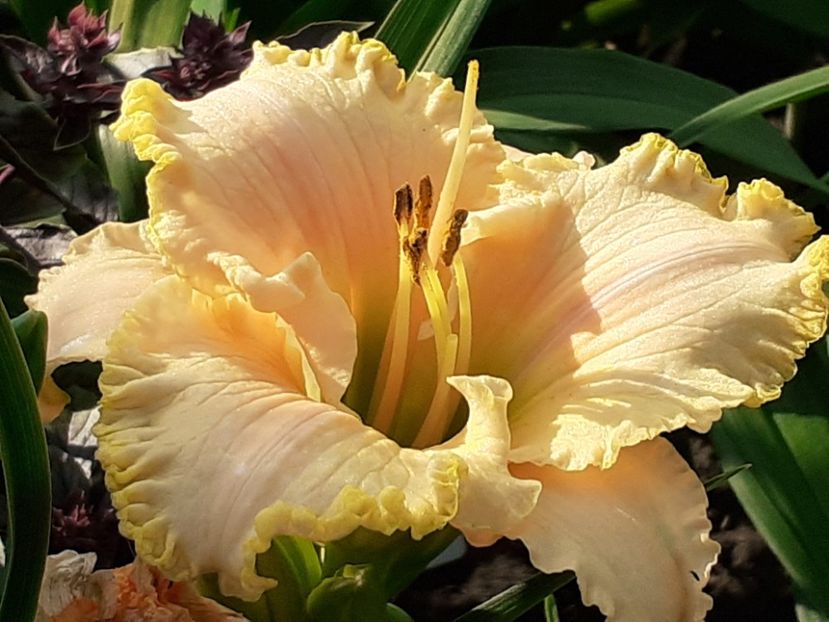 Ed Brown - Hemerocallis 2022