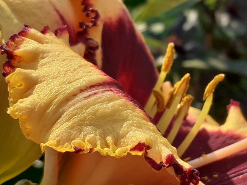 Eye on America - Hemerocallis 2022