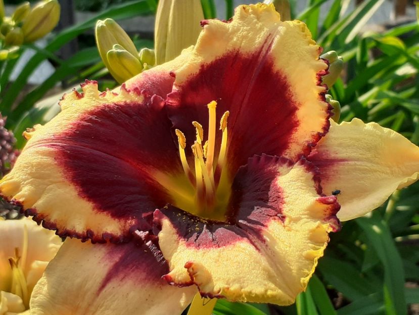 Eye on America - Hemerocallis 2022