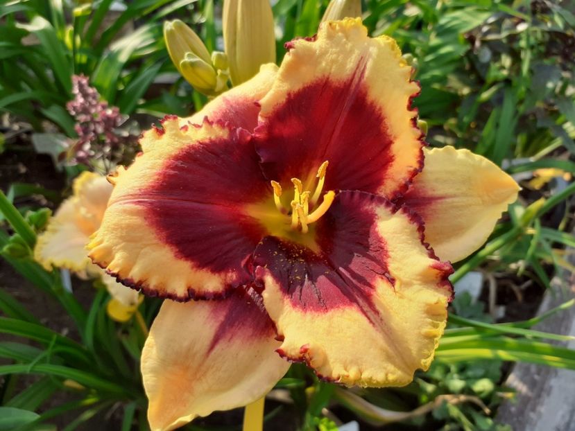 Eye on America - Hemerocallis 2022