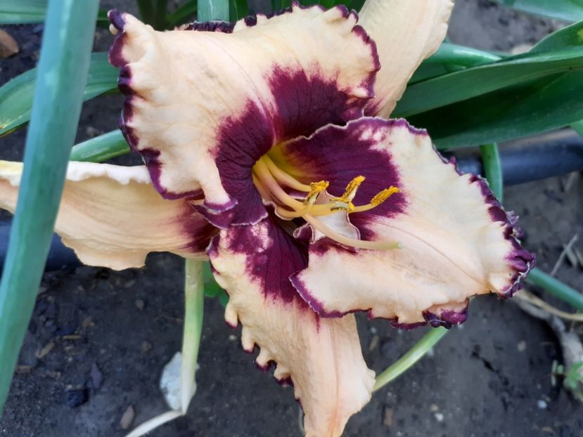 Sabine Baur - Hemerocallis 2022