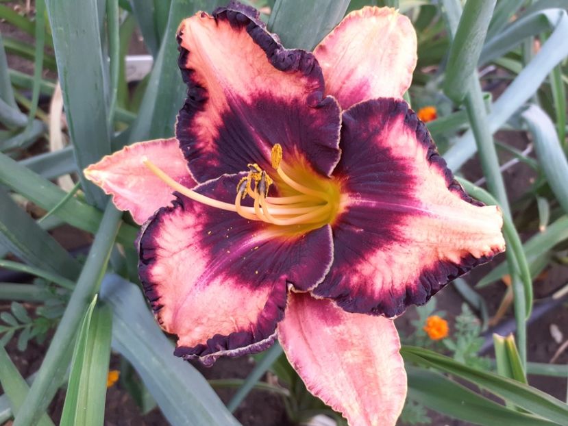 Adamas - Hemerocallis 2022