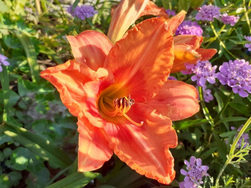 Tropical Fruit Loop - Hemerocallis 2022