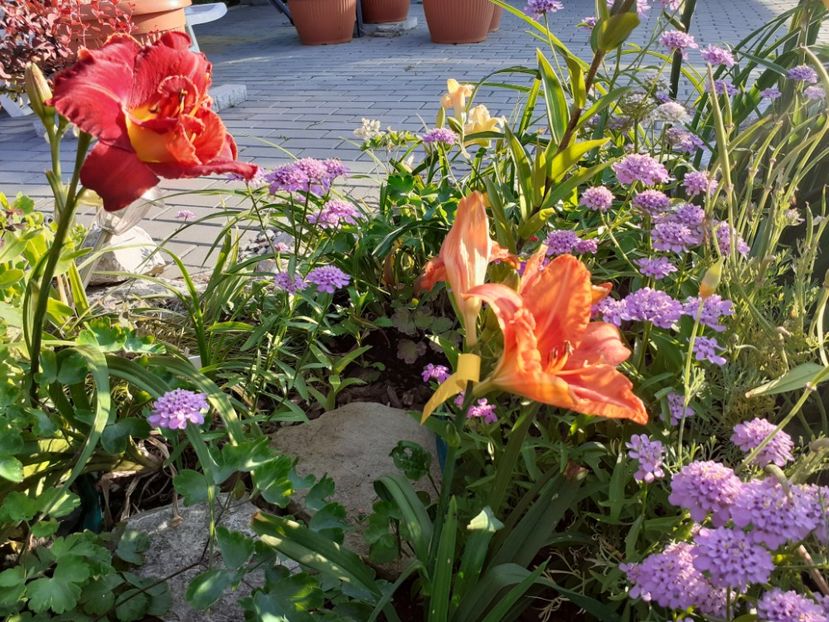 Tropical Fruit Loop si Highland Lord - Hemerocallis 2022