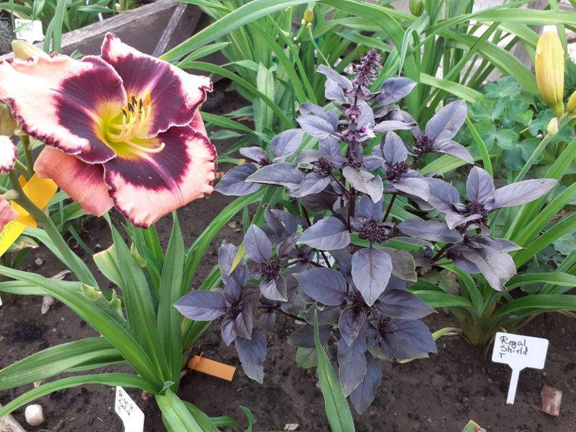 Rock Solid - Hemerocallis 2022