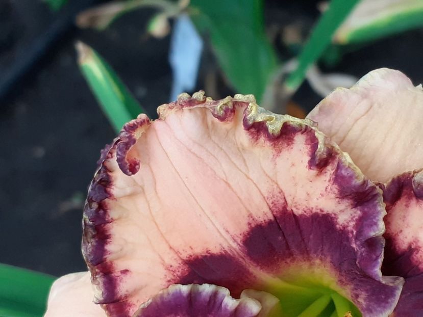 Rodelinda - Maryott 2008 - Hemerocallis 2022