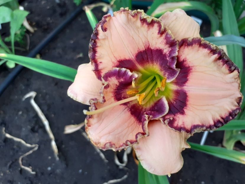 Rodelinda - Maryott 2008 - Hemerocallis 2022