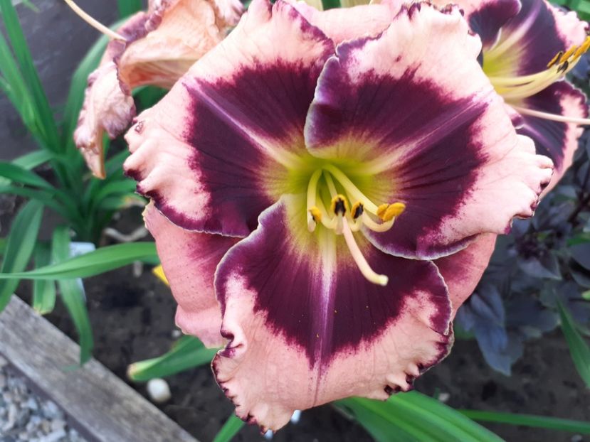 Rock Solid - Hemerocallis 2022