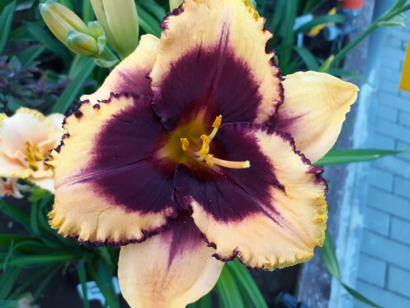 Eye on America - Hemerocallis 2022