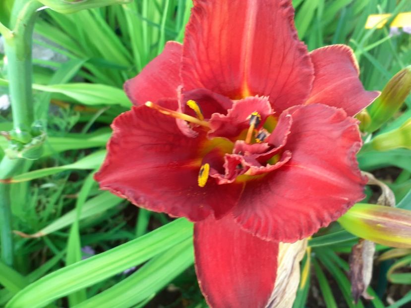Highland Lord - Hemerocallis 2022