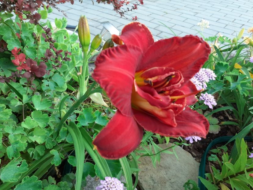 Highland Lord - Hemerocallis 2022