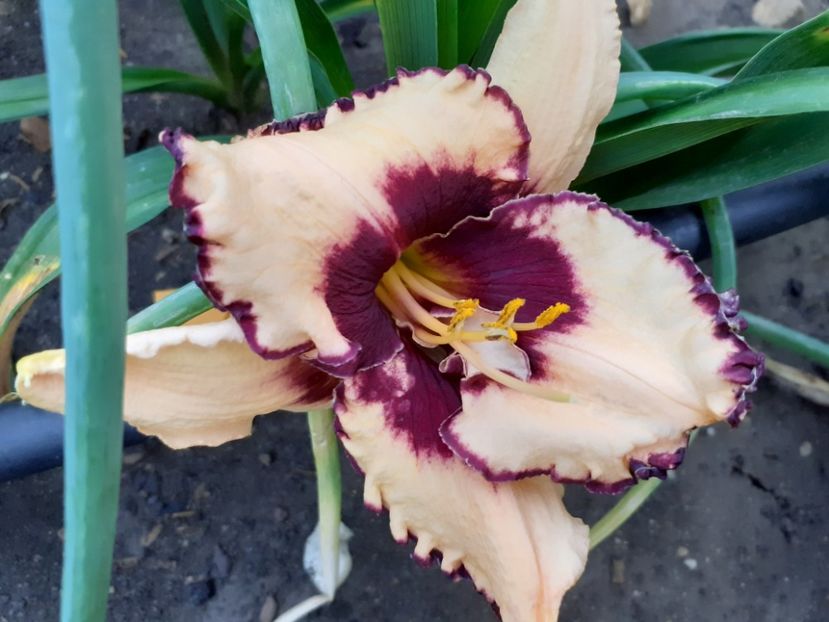 Sabine Baur - Hemerocallis 2022