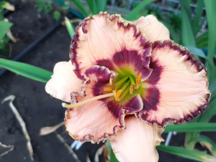 Rodelinda - Maryott 2008 - Hemerocallis 2022