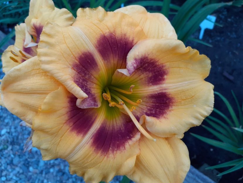 Jedi Tequila Sunrise - Hemerocallis 2022
