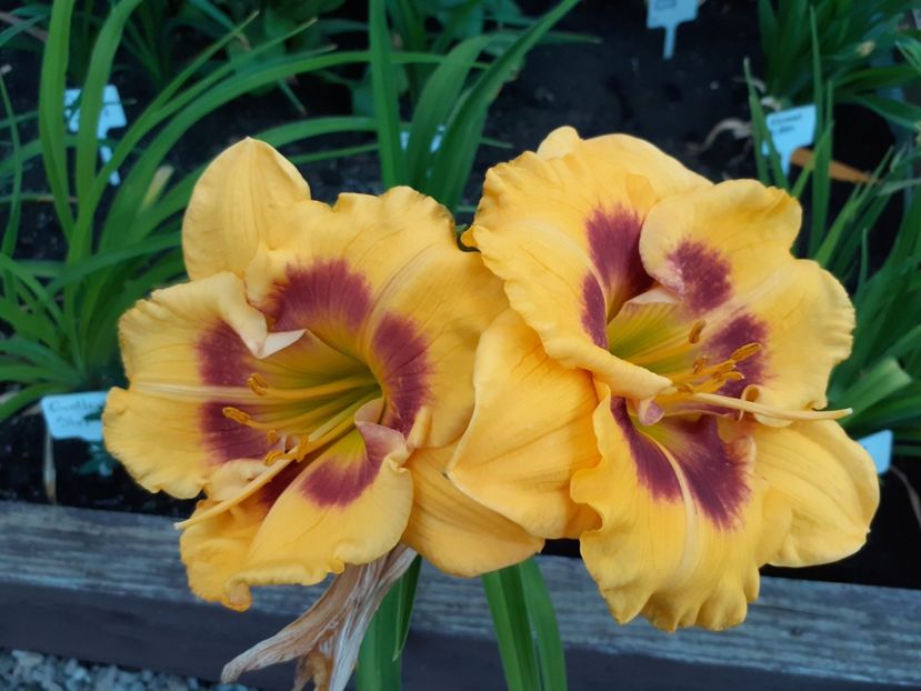 Jedi Tequila Sunrise - Hemerocallis 2022