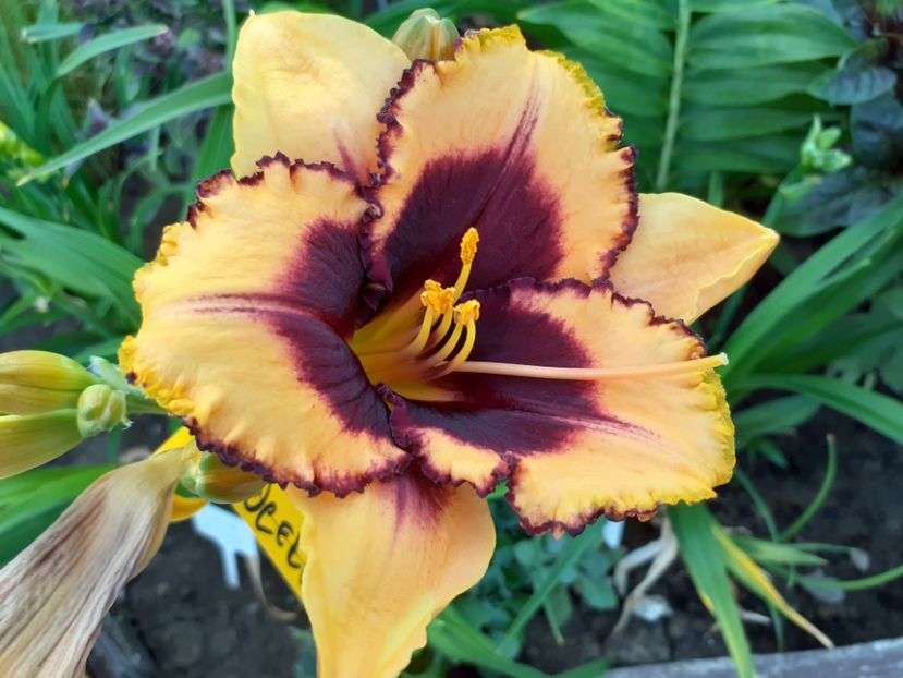 Eye on America - Hemerocallis 2022