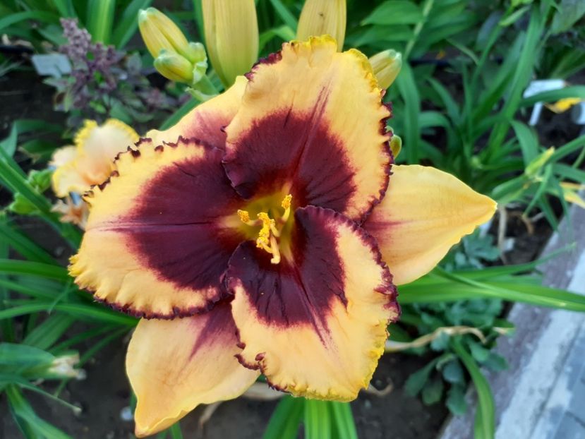 Eye on America - Hemerocallis 2022