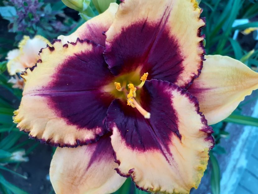 Eye on America - Hemerocallis 2022