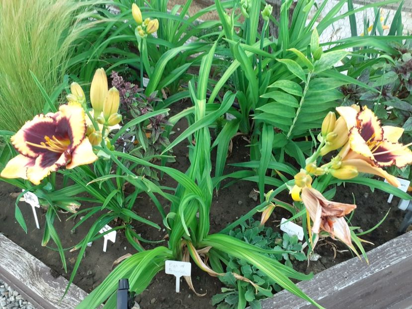 Eye on America - Hemerocallis 2022