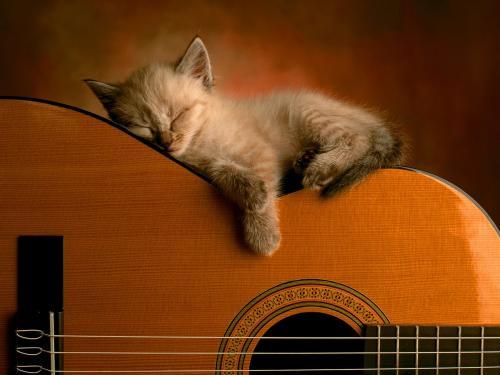 Muzica pentru Animale Cats Wallpapers Poze Pisici Pisicute la Chitara - poze animale