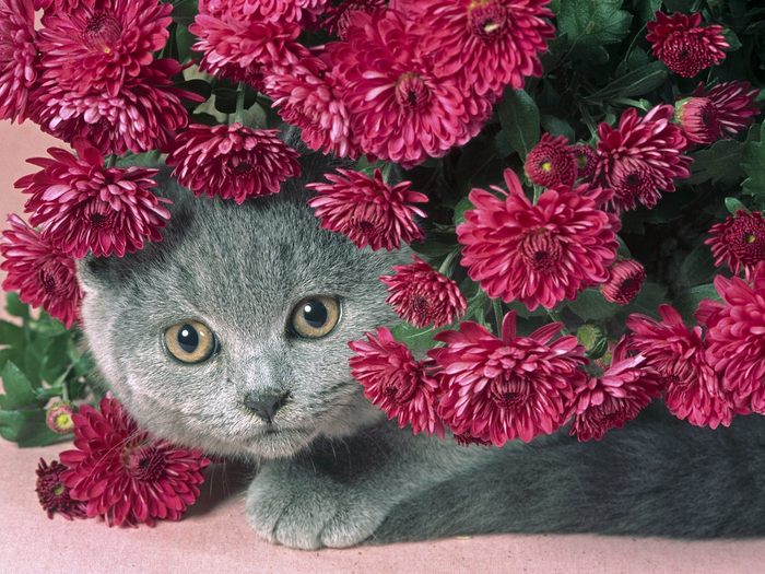 Persana Poze Pisici Imagini Pisicute Wallpapers - poze animale