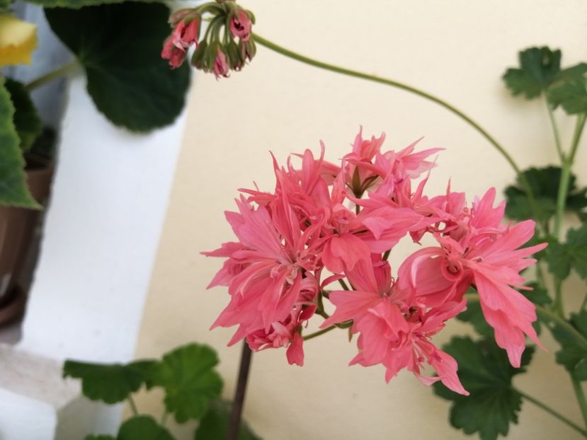 Bronze Buterly - Muscate