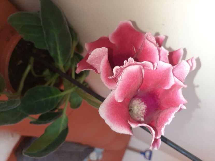  - Florile mele în iunie 2022