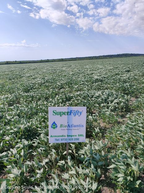 Poza 1 Soia Com Sicula AR 21.06.2022 - 21-06-2022