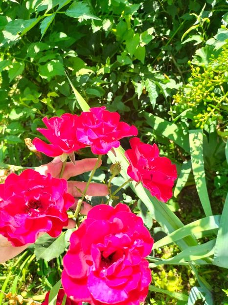 IMG20220621113455 - Iunie 2022 1