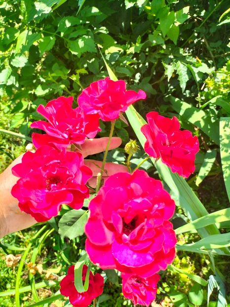 IMG20220621113449 - Iunie 2022 1