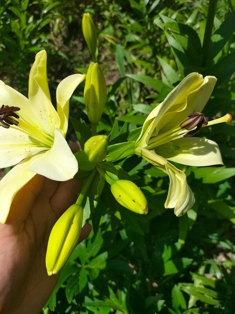 IMG20220621113418 - Iunie 2022 1